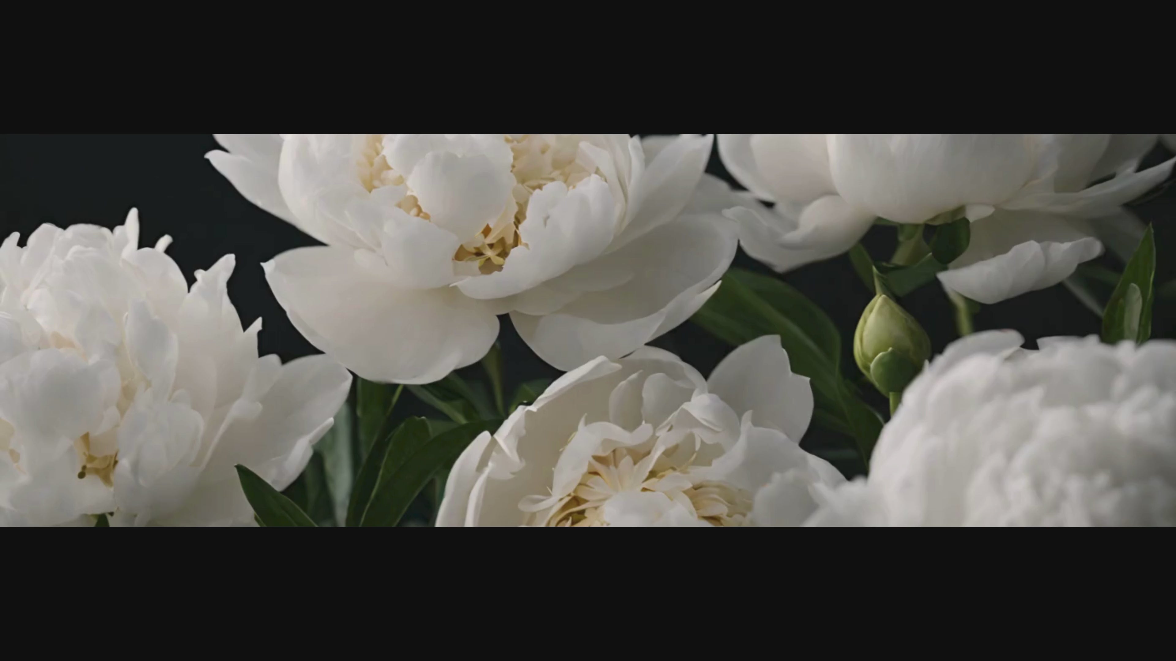 Load video: CURATHEE Welcome Video
